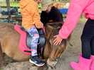 Small and large horses can be ridden daily. 17 horses, ponies
