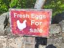 Eggs for sale daily....