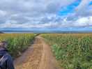 The fields of maize on the path to the beach