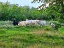 Cattle
