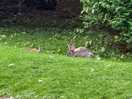 Morning neighbours