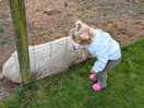 Pigs on site