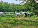 Cattle in rewilding area