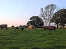 Neighbouring cows