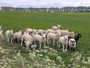 Sheep!!