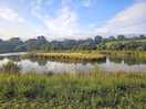 Wildlife pond