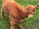 Feeding bonnie the highland cow