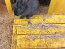 Lovely bunnies