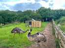 Emus!