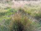 Back to nature site with hot showers and toilets