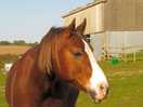 Horse in next field