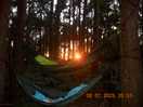 Sunset in the forest