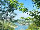 Noss mayo