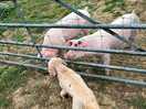Pigs