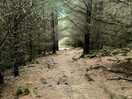 Forest near by