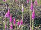 Did you know flow gloves tall keep a door mat in they hall for the bees to wipe their feet