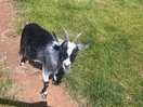 Loved all the animals
