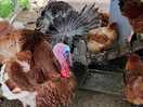 Turkeys