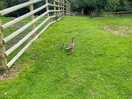 Mother duck