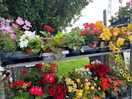 Lovely plants on sale