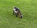 Wonderful goat