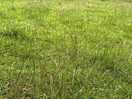 The “grassed area” not grass as we know it. just clumps of plants. boggy ground no drainage.