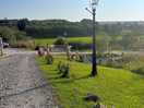 The site