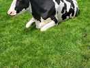 The cows