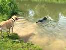 Quick dip