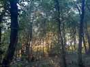 Sunset through the trees. spectacular