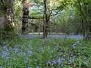 Beautiful bluebells on a scenic walk to the pub