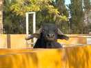 Jimmy the rescued water buffalo