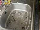 Bird droppings in the communal washing up area