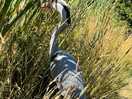 Pond chicken