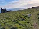 Coastal patch from site