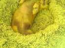 Zzzzzz