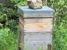 Bee nest