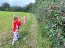 Blackberry picking