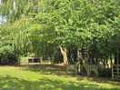 Great tree cover for privacy