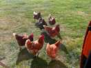 Nice and peaceful and relaxing, just watching the chickens
