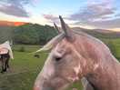 Unicorn horse