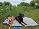 Willow and carlo waiting patiently for us to set up the caravan!
