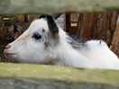 Friendly goat