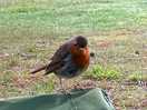 Morning visitor - robin perched on camping chair