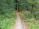 Forest path