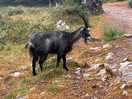 Goats at cheddar gorge