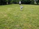 Look at our happy dog in the secure dog field