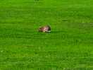 Rabbits in the field :)