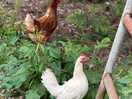 Exploring chickens