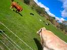 Cows.